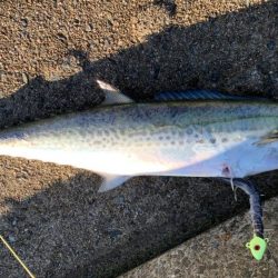 神戸空港でサワラ